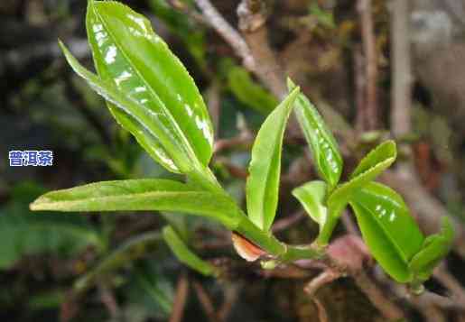 单株普洱茶是不是值得追捧？探讨起因