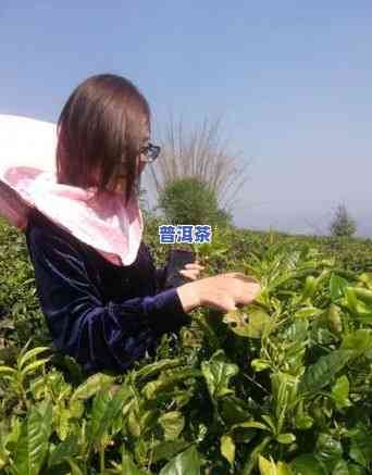 单株普洱茶是什么意思，解密单株普洱茶：何谓单株普洱茶？