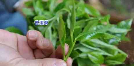 老班章茶王树68万，惊人！老班章茶王树拍出68万元天价