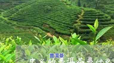 忠义的普洱茶是什么茶啊-忠义的普洱茶是什么茶啊图片