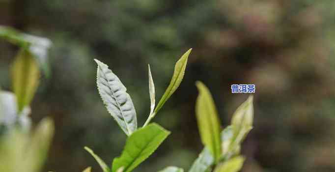 探究老班章茶树品种：分类与特性