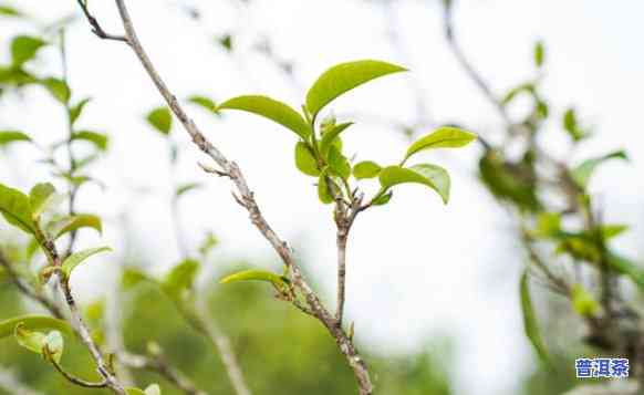 老班章茶树生长环境-老班章茶树记载