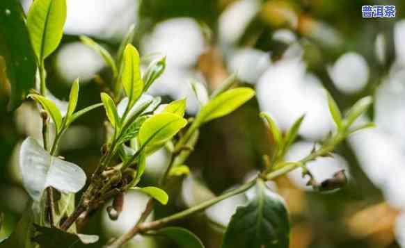 老班章茶树生长环境-老班章茶树记载