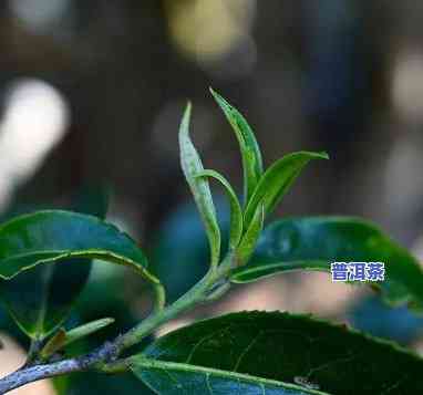 普洱茶采摘早还是采摘晚好，早采还是晚采？探讨普洱茶更佳采摘时间