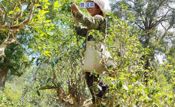 普洱茶采摘早还是采摘晚-普洱茶采摘早还是采摘晚好