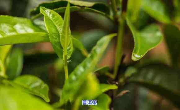 普洱茶可以在阳光下照射吗，可以吗？普洱茶在阳光下照射的结果