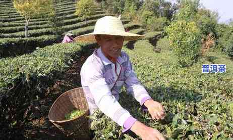 老班章茶农与哈尼族-老班章茶农