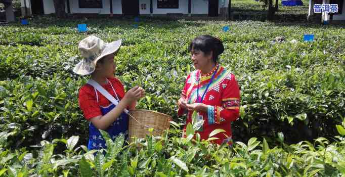 老班章茶农与哈尼族-老班章茶农