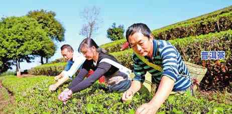 老班章茶农与哈尼族-老班章茶农