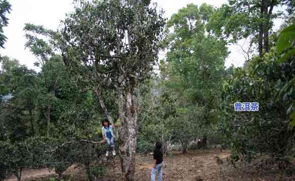 老班章村41号茶农-老班章村千年古茶树