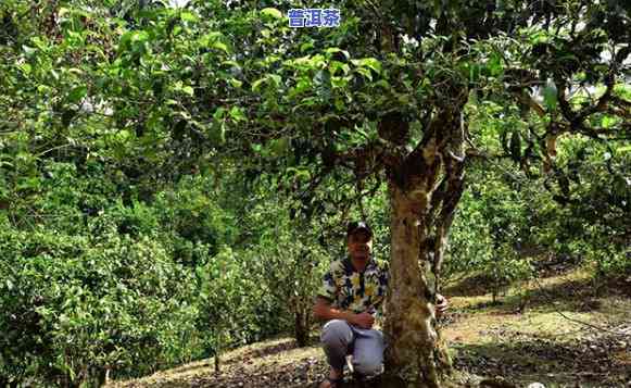 老班章村41号茶农-老班章村千年古茶树