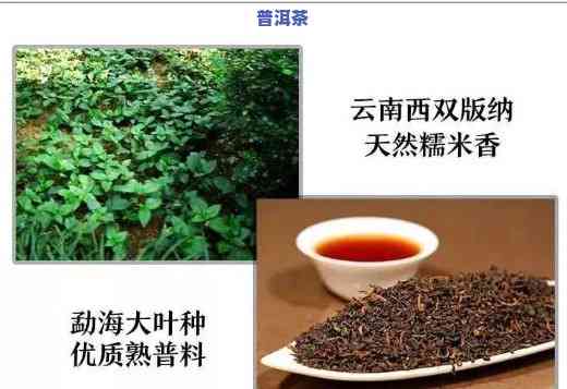 探究普洱茶越放越香的起因