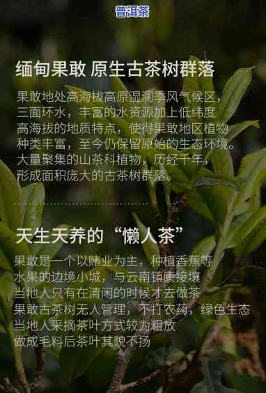 果敢生态古树茶，探寻神秘的果敢：生态古树茶的魅力之旅