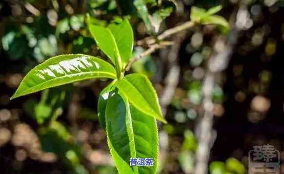 布朗茶山的老班章：探寻古树茶的故事与传统