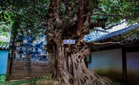 成都古树名木查询：保护城市绿色瑰宝