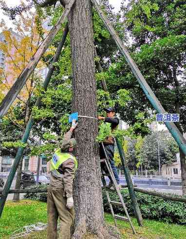 成都古树名木查询：保护城市绿色瑰宝