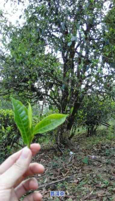 古树普洱茶长相描述图片高清，高清美图：揭秘古树普洱茶的神秘面貌与独特韵味