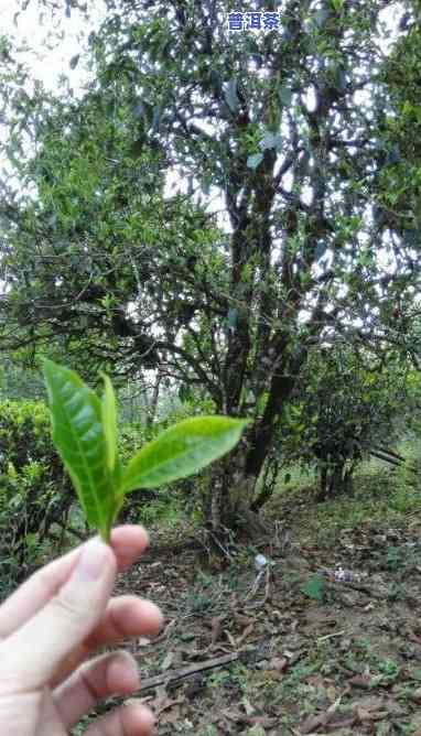 古树普洱茶长相描述图片，探索古老韵味：揭秘古树普洱茶的独特长相与魅力