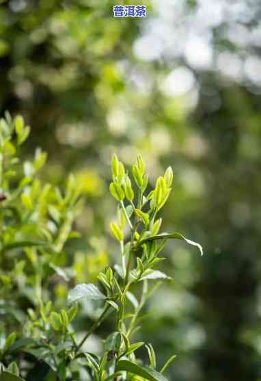 古树普洱茶的味道和色泽，品味岁月沉淀：探索古树普洱茶的韵味与色彩