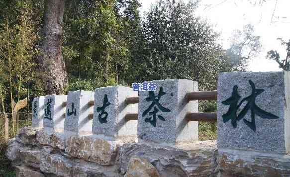 老班章景区，探访神秘的“老班章景区”：原始森林、古茶园和民族文化