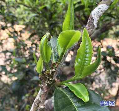 普洱茶古树茶的特点，探秘古树普洱茶：独特的特点与魅力