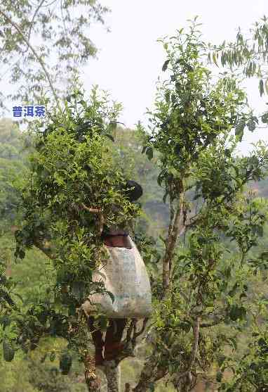 古树普洱茶长相特征图片-古树普洱茶长相特征图片大全