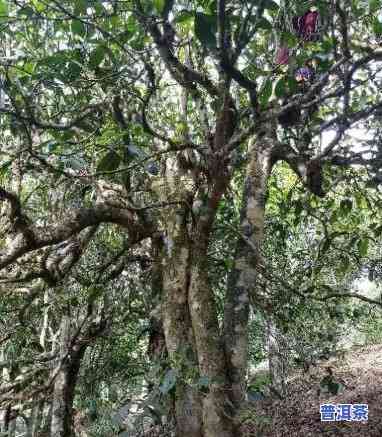 长沙普洱茶产地哪里更好-长沙普洱茶产地哪里更好喝