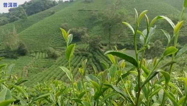 平舆县普洱茶产地是哪里-平舆县普洱茶产地是哪里的