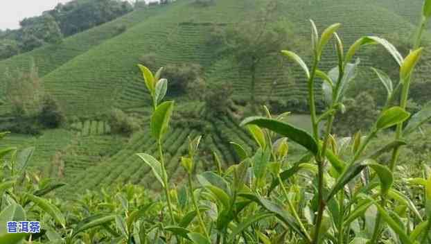 平舆县普洱茶产地究竟在哪儿？最新揭晓！