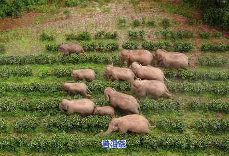 普洱茶色头发图片，欣赏普洱茶色头发的美丽图片