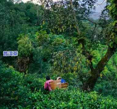 形容老班章的美句子，探寻老班章的美丽：形容词解析与赏析