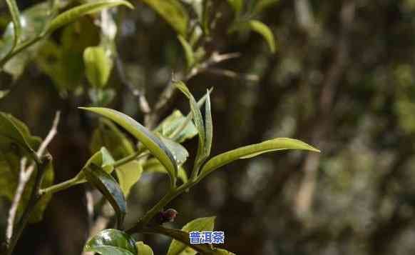 深入解析：老班章茶的特别口感特点