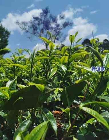 普洱茶的种植地方在哪里啊，揭秘普洱茶的种植地：你知道它来自哪里吗？