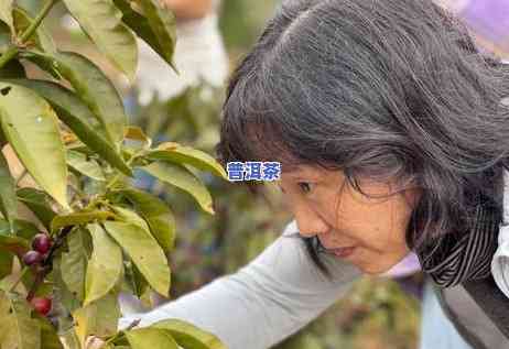 普洱茶的种植地方有哪些-普洱茶的种植地方有哪些特点