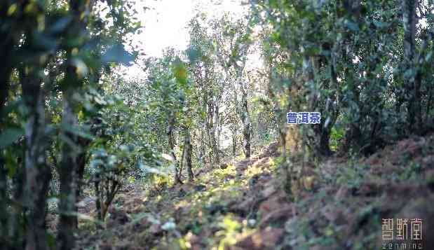 普洱茶种植技术：全面解析与实践应用