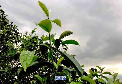 普洱茶种植技术：全面解析与实践应用