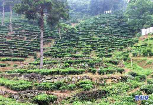 南岛河茶厂：专业生产南岛河茶叶，优质茶业