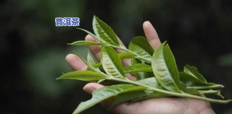 夏天喝普洱治什么病效果好，夏日良方：普洱茶的神奇疗效与喝法