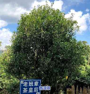 古树老班章味道，探寻古树老班章的味道：一次深度品茶体验