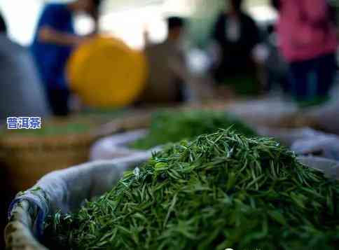 普洱茶与绿茶的储存条件-普洱茶与绿茶的储存条件区别