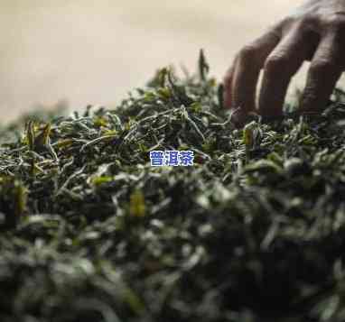 为什么欧美人对普洱茶不感兴趣？探讨其起因