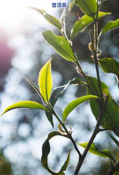 老班章的叶子，探秘古树普洱茶之王：老班章茶叶的独特魅力