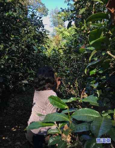 老班章村寨采摘茶叶-老班章村的古茶树价格