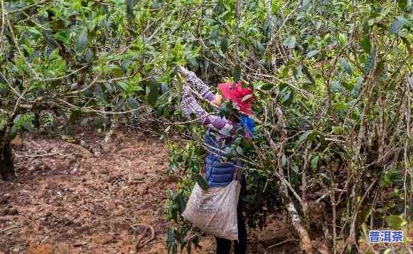 老班章村寨采摘茶叶-老班章村的古茶树价格