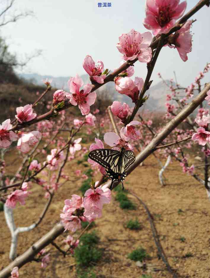 春风十里茶叶价格全解析：每盒、每斤售价详询