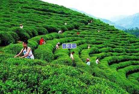 春风十里白茶礼盒装价格，探寻美好春日时光：春风十里白茶礼盒装价格全解析