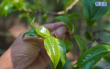 老班章村有几种茶树-老班章村的古茶树价格