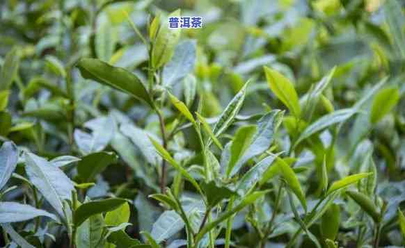 福州茶叶哪个更好，探究福州茶叶，哪个更具优势？