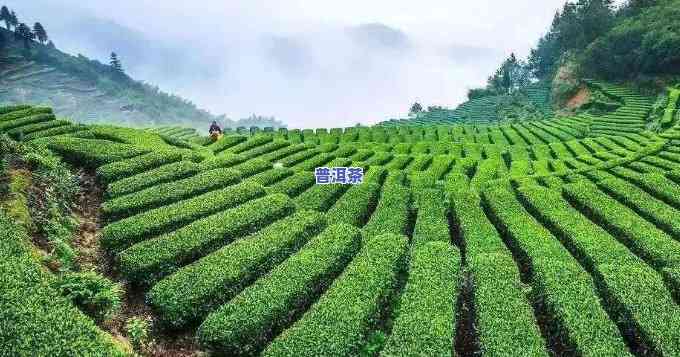 福州茶叶大全，探索福州：茶叶大全，品味茶香之都的魅力！