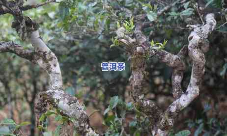 紫色茶汤普洱茶图片大全高清，欣赏高清大图：紫色茶汤与普洱茶的完美结合